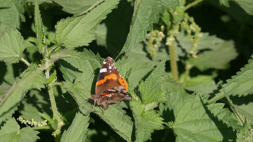 Vanessa Atalanta