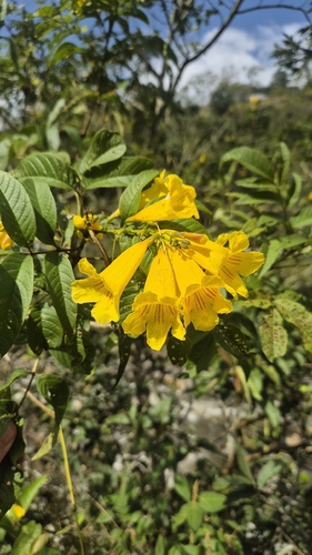 yellow trumpet flower