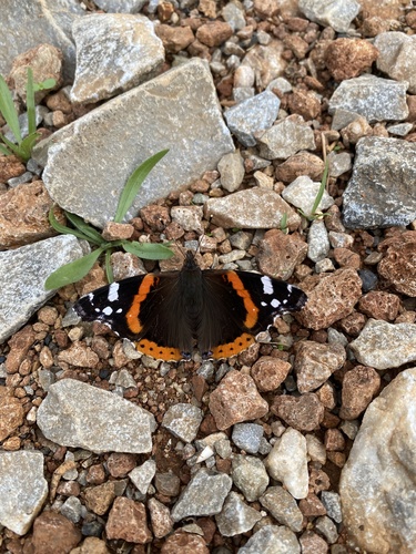 Red Admiral