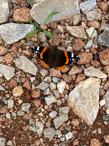 Vanessa atalanta