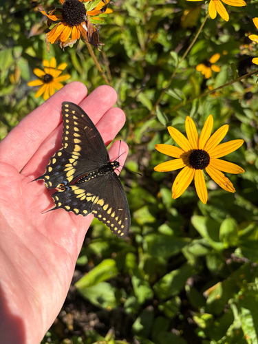 Black Swallowtail