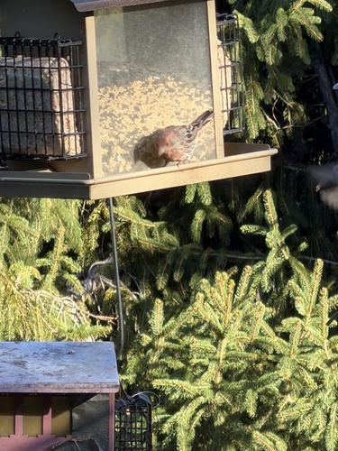 House Finch