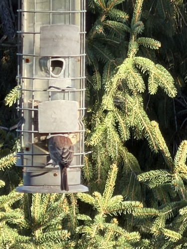 House Finch