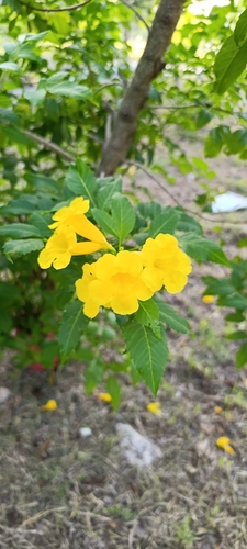 tronadora