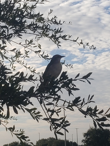 Northern Mockingbird