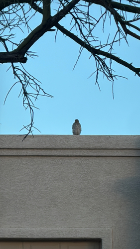 Cooper's Hawk