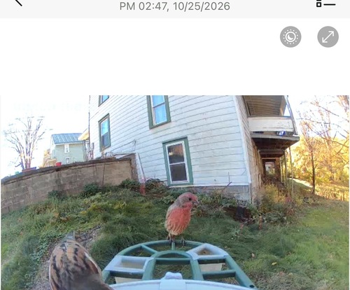 House Finch