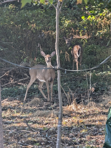 White-tailed Deer