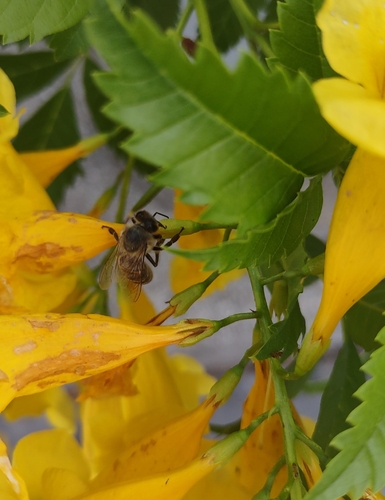 Western Honey Bee