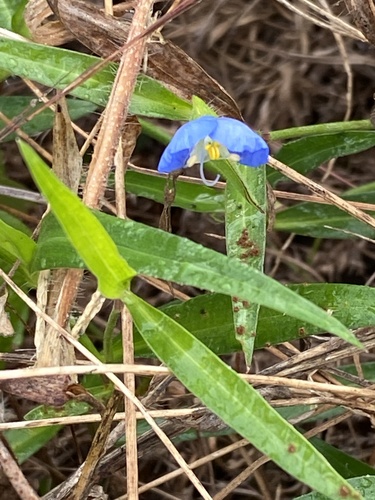 whitemouth dayflower