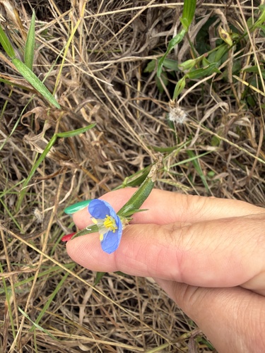whitemouth dayflower