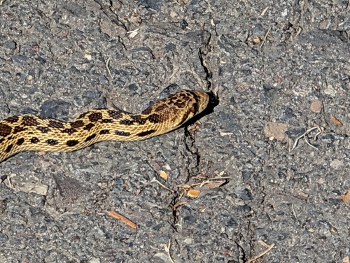 Gopher Snake