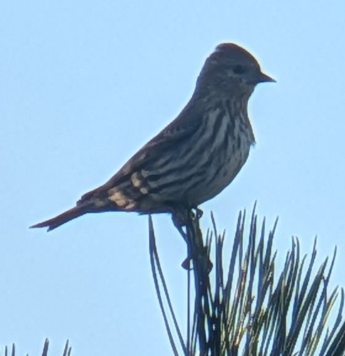 Pine Siskin