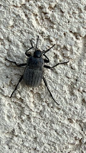 Three-ribbed Darkling Beetle