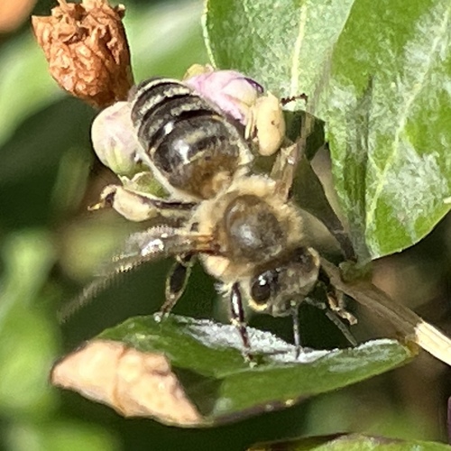 Westliche Honigbiene