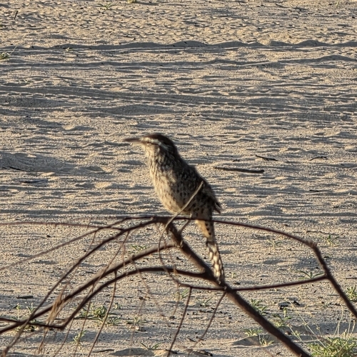Matraca del desierto