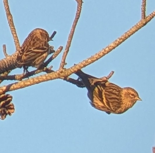 Pine Siskin