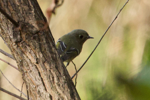 Ruby-crowned Kinglet