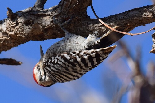 Ladder-backed Woodpecker
