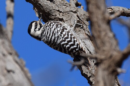 Ladder-backed Woodpecker