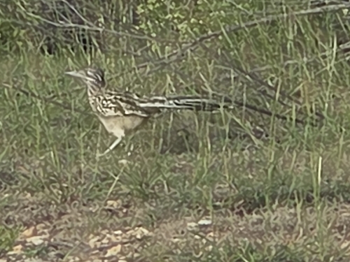 Greater Roadrunner