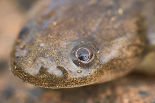 African Clawed Frog