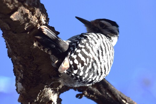 Ladder-backed Woodpecker