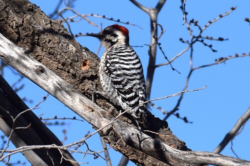 Ladder-backed Woodpecker