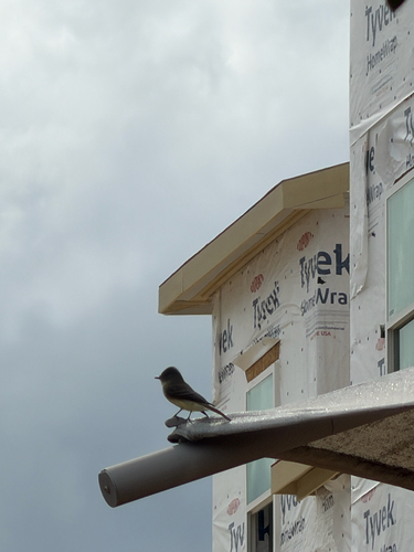 Eastern Phoebe