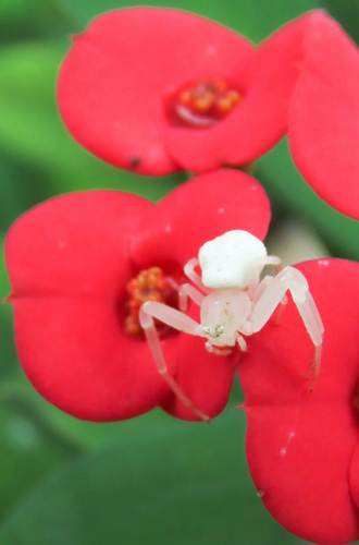 Misumenops sp.