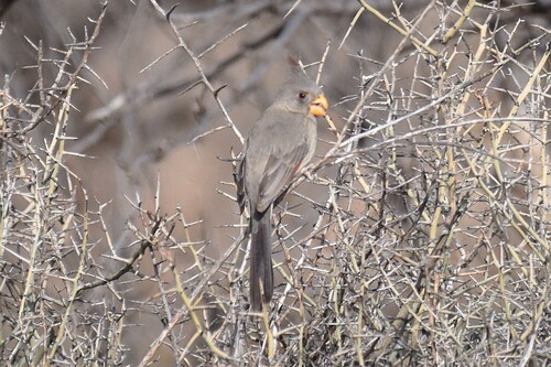 Pyrrhuloxia