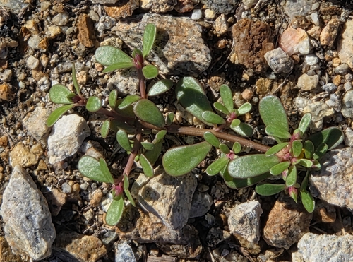 Common Purslane