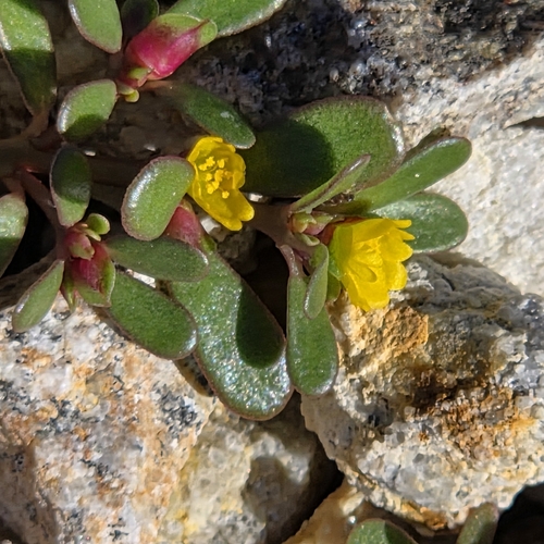 Common Purslane