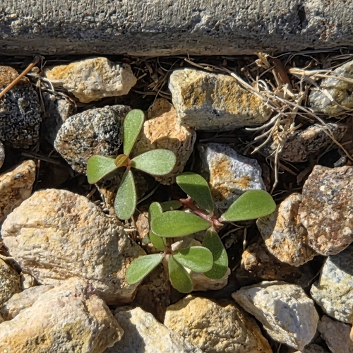 Common Purslane