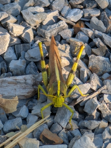 Bird Grasshoppers