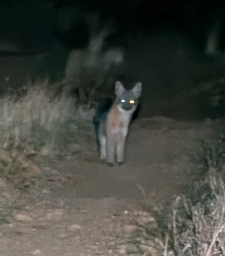 Gray Fox