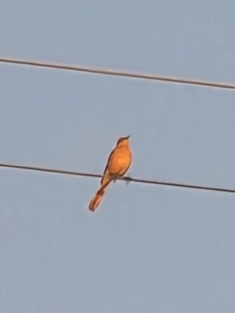 Say's Phoebe