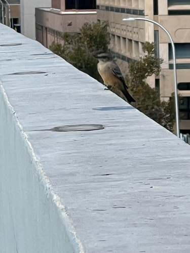 Say's Phoebe