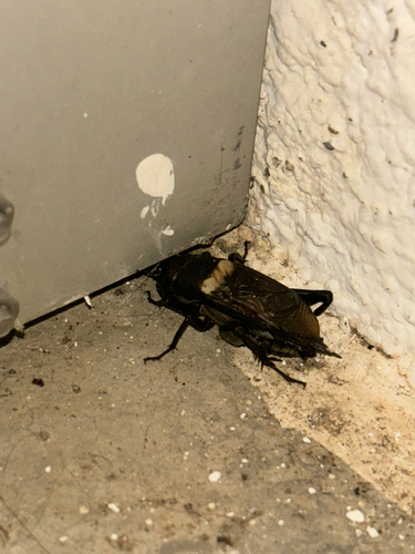 Southern Field Cricket