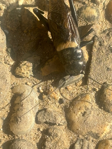 Southern Field Cricket