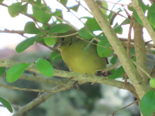 Painted Bunting