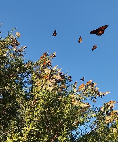 Mariposa monarca