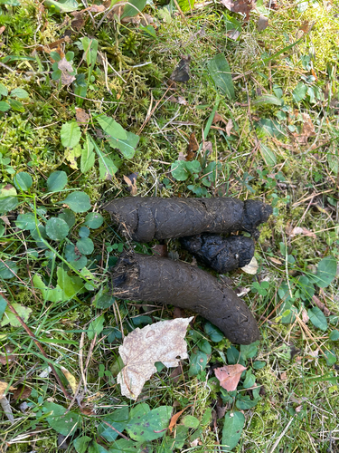 American Black Bear