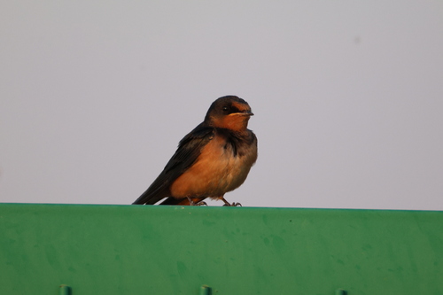 Barn Swallow