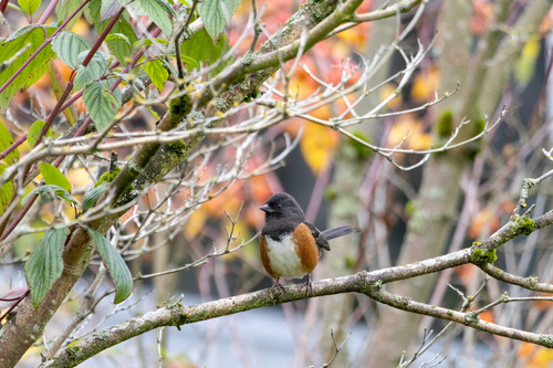 Spotted Towhee