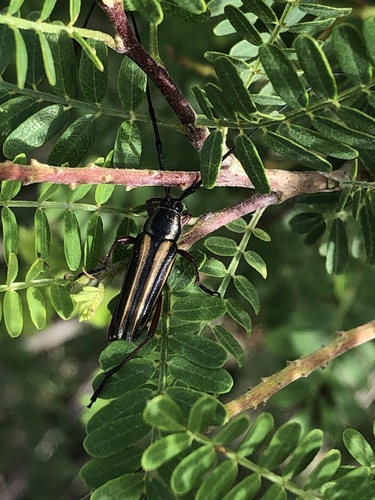 Double-banded Bycid
