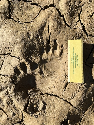 American Black Bear