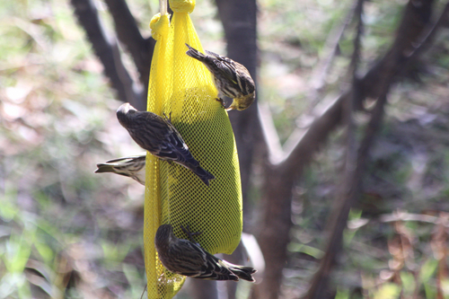 Pine Siskin