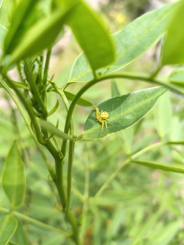 Misumenops