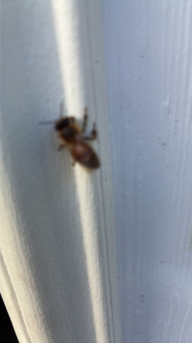 Western Honey Bee